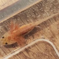 Axolotls copper #4