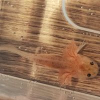 Axolotls copper #5