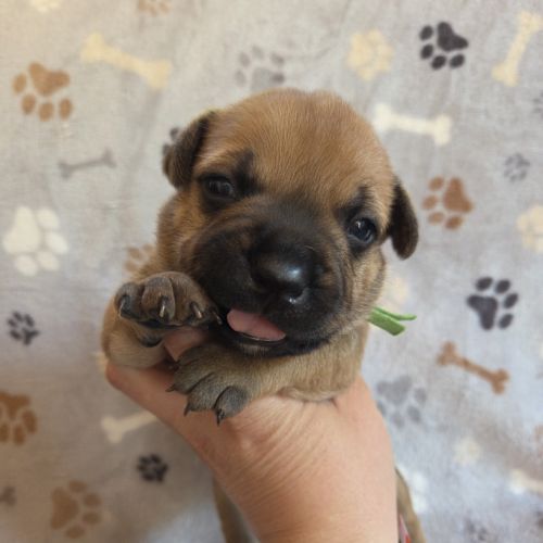 Staffordshire bull terrier,  staffie , staffy #1