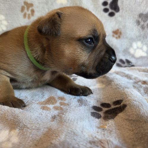 Staffordshire bull terrier,  staffie , staffy #0