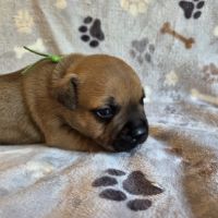 Staffordshire bull terrier,  staffie , staffy #2