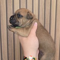 Staffordshire bull terrier,  staffie , staffy