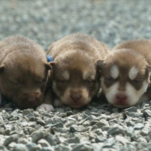 Chiot husky lof