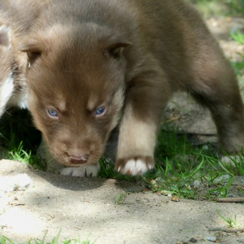Chiot husky lof