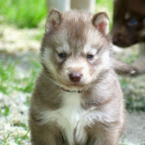 Chiot husky lof