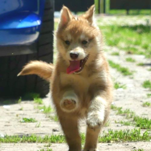 Chiot husky lof