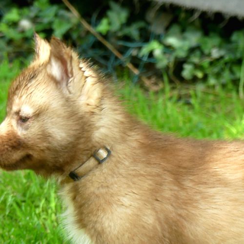 Chiot husky lof