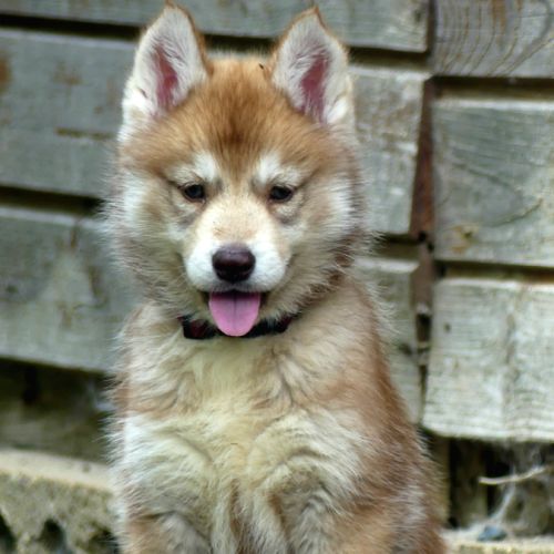Chiot husky lof #2