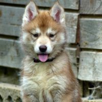 Chiot husky lof #2