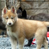 Chiot husky lof #3