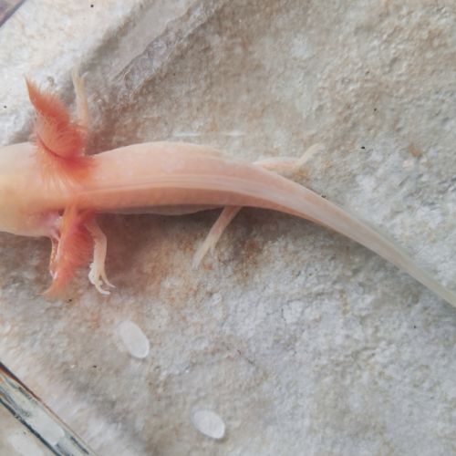 Axolotl gold #2