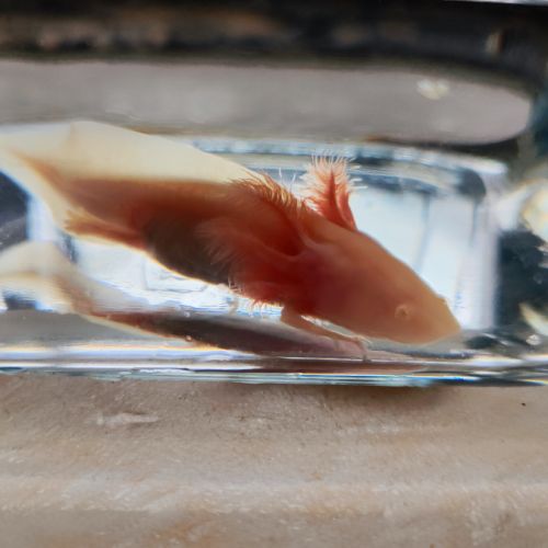 Axolotl gold #3