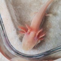 Axolotl gold #1