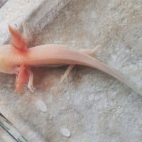 Axolotl gold #2
