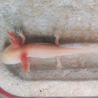 Axolotl gold #4