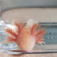 Axolotl gold