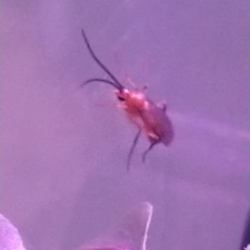 Échange mâles diacamma rugosum #1