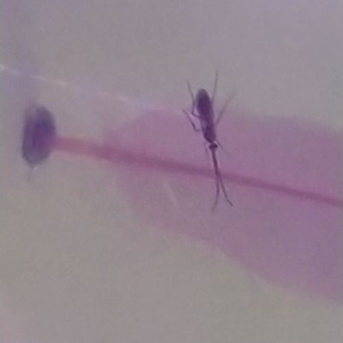 Échange mâles diacamma rugosum