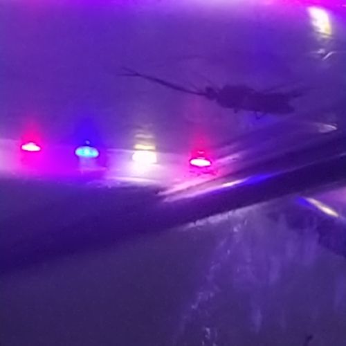 Échange mâles diacamma rugosum #3