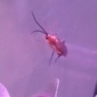 Échange mâles diacamma rugosum #1