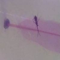 Échange mâles diacamma rugosum #0