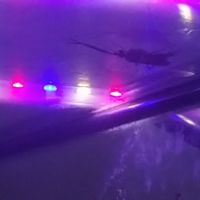 Échange mâles diacamma rugosum #3