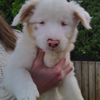 Chiot male berger australien