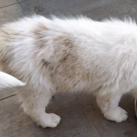 Chiot male berger australien #2