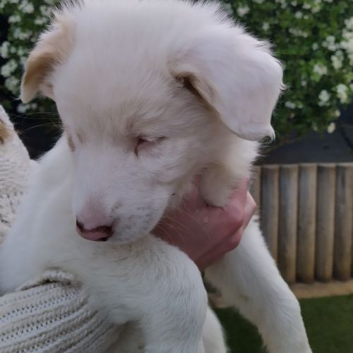 Chiot femelle berger australien