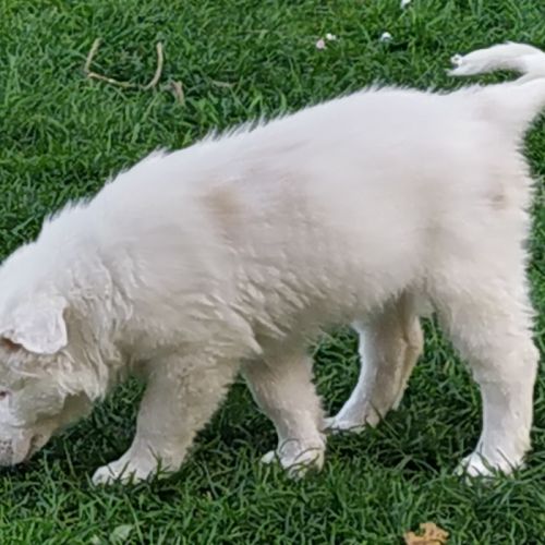 Chiot femelle berger australien #2