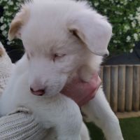 Chiot femelle berger australien