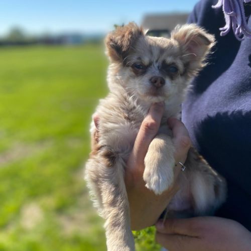 Chihuahua mâle merle #1