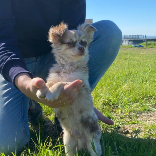 Chihuahua mâle merle #0