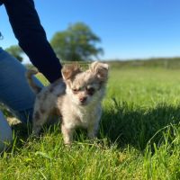 Chihuahua mâle merle #2