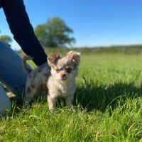 Chihuahua mâle merle #3