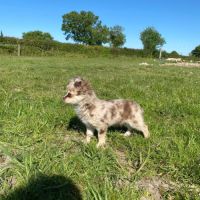 Chihuahua mâle merle #5