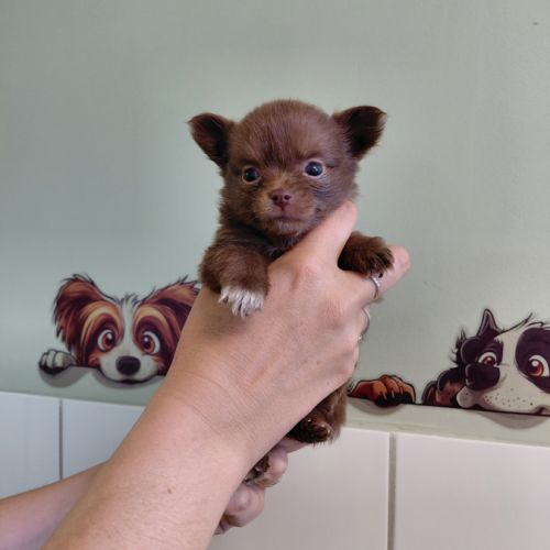 Chiot chihuahua #1