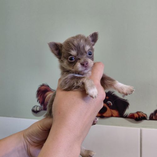 Chiot chihuahua #2