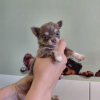 Chiot chihuahua #2
