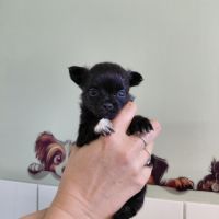 Chiot chihuahua #3