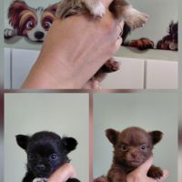 Chiot chihuahua