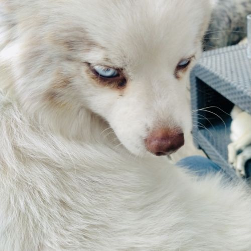 Pomsky mini 6,5 kg #1