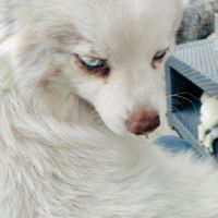 Pomsky mini 6,5 kg #1