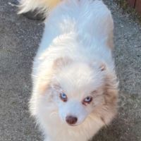 Pomsky mini 6,5 kg #2