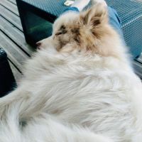 Pomsky mini 6,5 kg #4