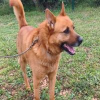 Chien fredo à l adoption