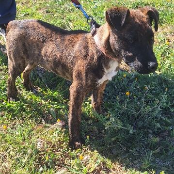 Chien max à l adoption