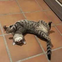 Chat indi à l adoption #2