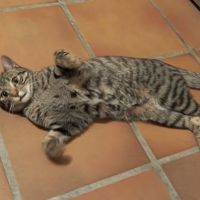 Chat indi à l adoption