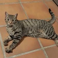 Chat indi à l adoption #3